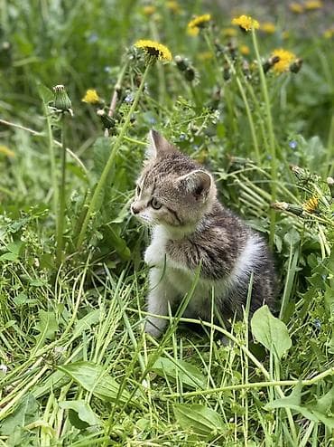 Үй жаныбарлары: Котята шотландской породы скоттиш фолд и скоттиш страйт Приучены к — 6