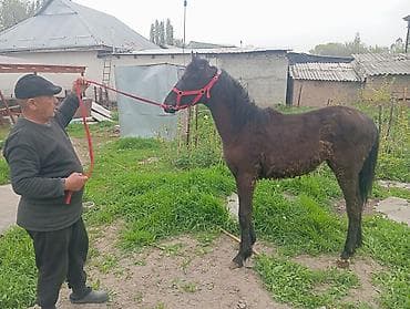 цена вислоухой кошки: Продаю | Жеребенок | Рабочий — 5