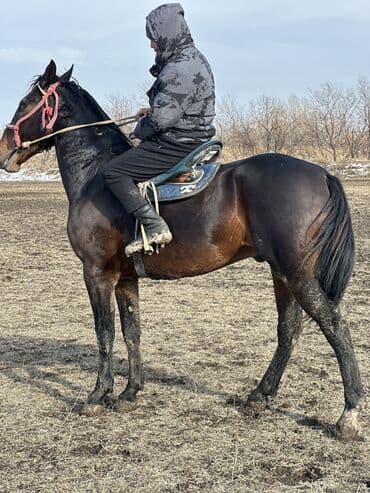 Жылкылар, аттар: Сатам | Байтал | Жумушка — 9