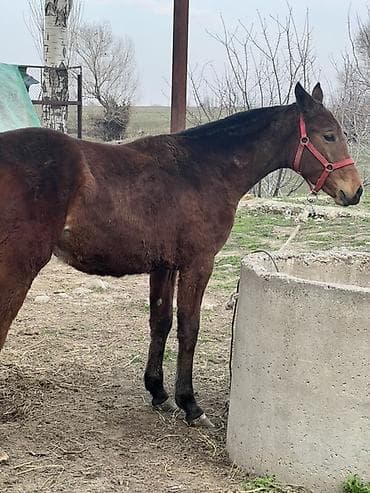 породистый теленок: Ушул ургачы тай сатылат Атасы Польша Энеси месный чуй жашы Майда бирге — 5