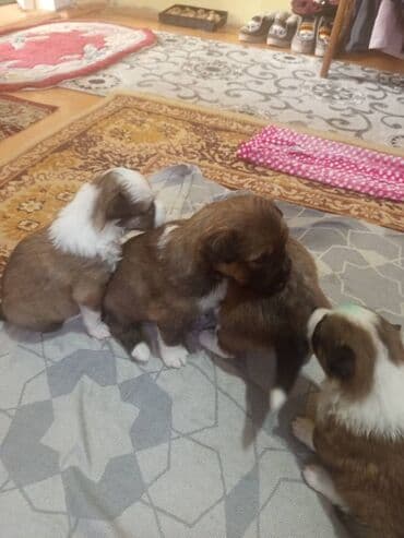 сколько стоит чихуахуа мини: Щенки метисы, домашнего выращивания. Описание: - Малыши небольшого — 2