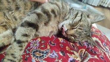 Беспородная, более 5 лет, Мальчик, С прививками, Кастрирована, Приучена к лотку