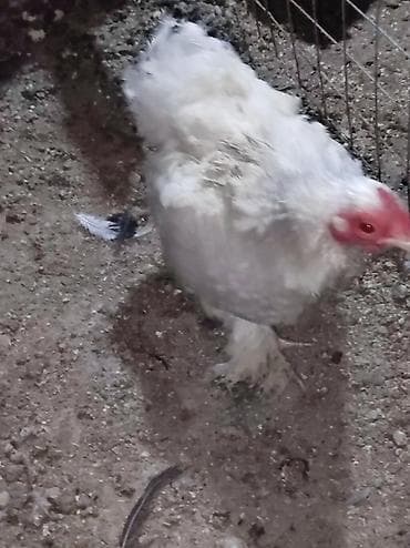 цесарка купить: Продаю карликовых декоративных курочек и петушков возраст 8 месяцев,3 — 4