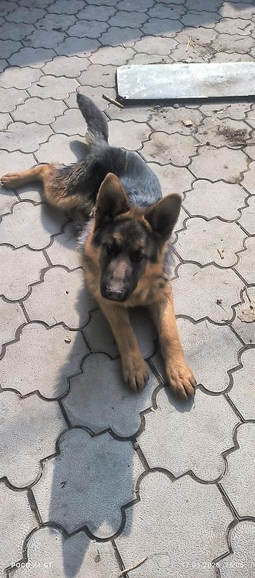 ротвейлер щенки: Щенок немецкой овчарки Продаётся чистопородный щенок Немецкой — 4