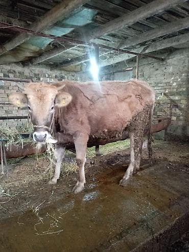 Кошки: Продаю | Корова (самка) | Для разведения | Привязанные — 1