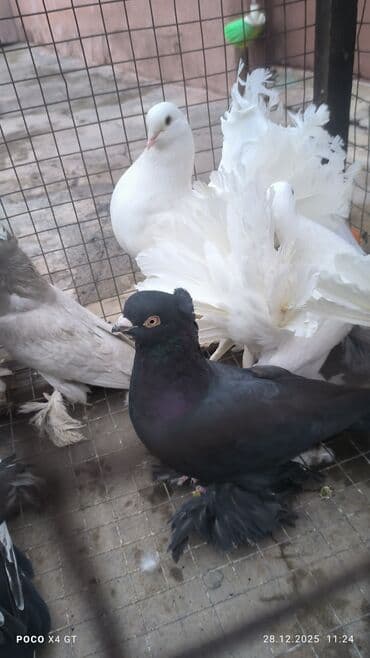 купить циплят: Игровые летные цена договарная - Породы: белые павлины (характерные — 4