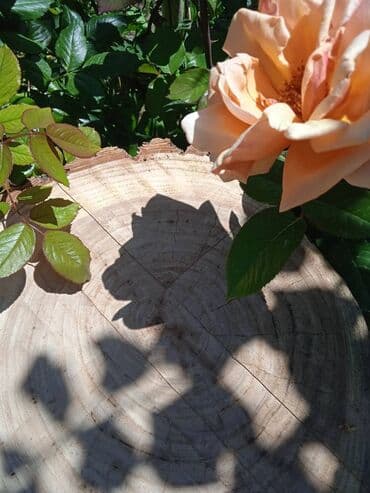 Продаю кухонные разделочные доски из натурального дерева. Орех орех at lalafo.kg Продаю кухонные разделочные доски из натурального дерева. Орех орех