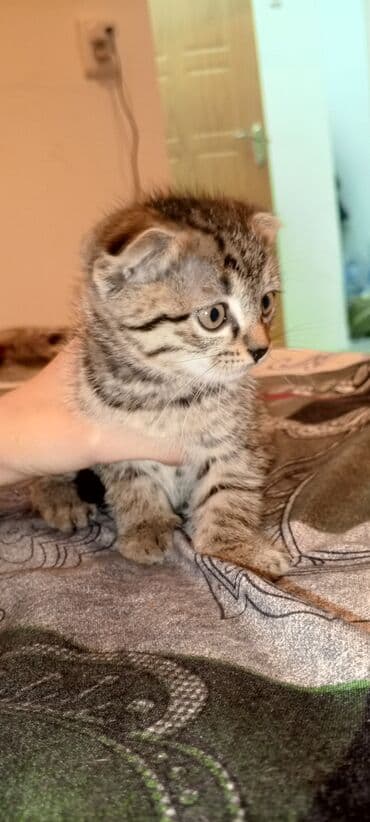 кошка домик: Срочно пожалуйста заберите котят одна веслоухая активные дружные — 2