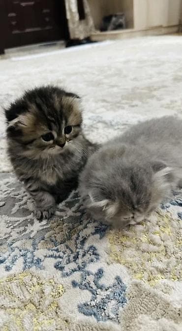 Продажа кошек: Шотландские котята (скоттиш-фолд/скоттиш-страйт), окрасы: мраморный — 2