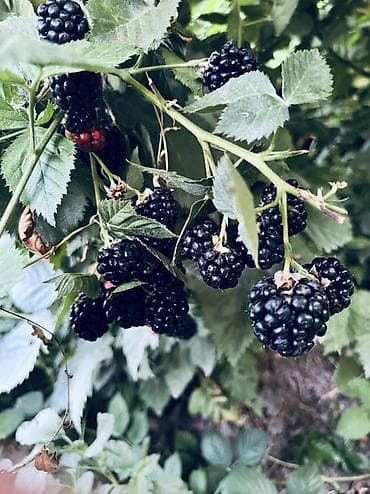 карликовой кури: Ежевика садовая безшипная — саженцы/кусты Описание: - Сорт ежевики — 2