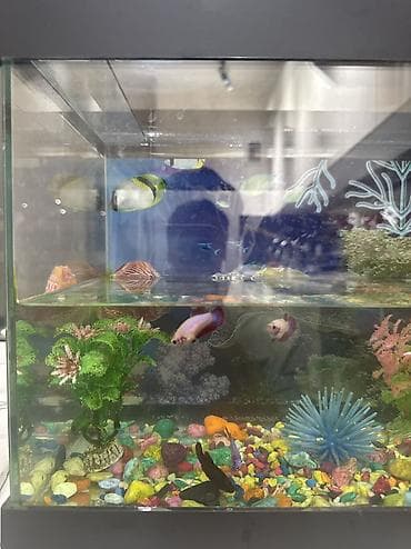 golden retriver: Бойцовые рыбки (Betta splendens) — разноцветные самцы и самки — 2