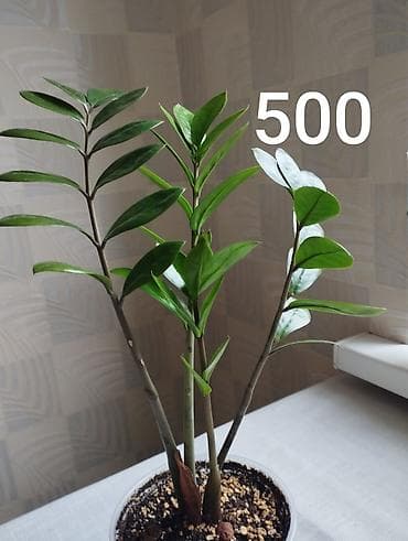 антуриум бишкек: Антуриум,светлое место,любит увлажнение,опрыскивать,не допускать — 4