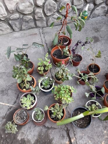 где купить цветы оптом дешево: Домашние и уличные цветы цены разные — 4