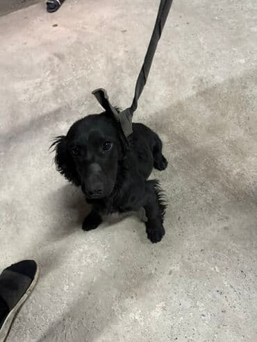 Вязка собак: Щенок породы, похожей на спаниеля (черный окрас). - Возраст: молодой — 5