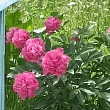 музыкальная игрушка: В продаже пионы. 1 глазок 250 сом, в корне почти все от 3 до 5,6 — 2