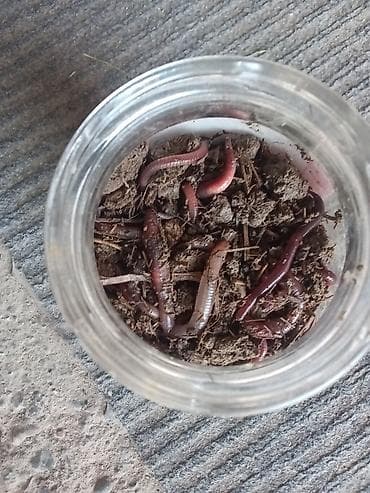 рыболовная удочка: Земляные черви для рыбалки и вермикомпостирования. - Активные — 1