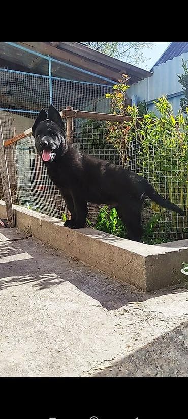 Дата рождения 13 февраля! Щенки прошли активацию в клубе, получены