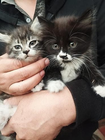 Вязка кошек: 2 месяца, Девочка — 2