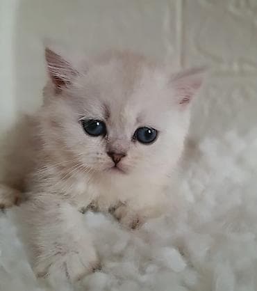 Вязка кошек: Скотиш Страйт (Шотландская прямоухая), 2 месяца, Девочка, Серебристая шиншилла, Приучена к лотку, Проглистована — 3