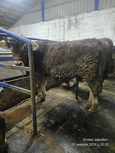 Айыл-чарба жаныбарлары: Сатам | Бука (эркек), Музоо | Швиц | Бордоп семиртүү үчүн, Көбөйтүү үчүн | Жасалма уруктандырылган — 7