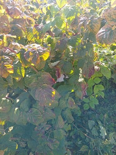 цветы бишкек комнатные: Малина В розницу — 2