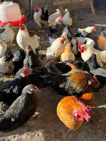 продаю домашние куры: Продаю | Куры, Петух — 3