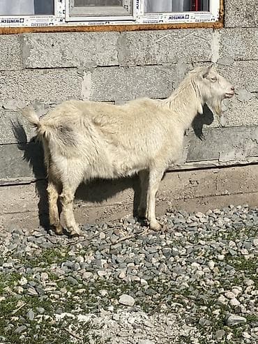 Кошки: Продаю | Коза (самка) | Зааненская | Для разведения — 1