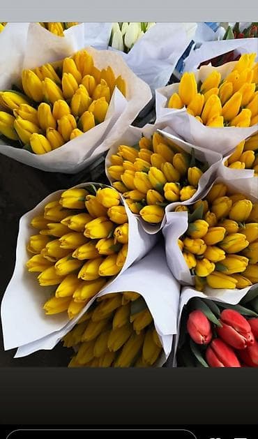 подарки к 8 марта: 🔥 **ТЮЛЬПАНЫ ОПТОМ К 8 МАРТА ПРЯМО ИЗ ТЕПЛИЦЫ** 🔥 Голландские — 7