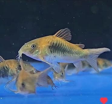 купить малька африканского сома: Сомики. Аквариумные сомики, сомы. Псевдо скаты. Анцитрусы. Вуалевые — 3