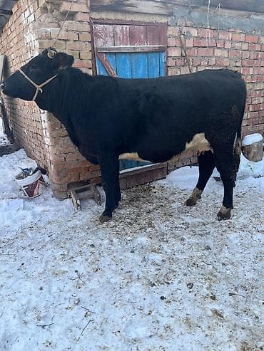 Продаю | Корова (самка) | Для молока | Стельные