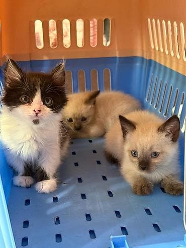 котёнки маленькие: Котята, домашние, игривые и ласковые. - Возраст: примерно 1–1,5 — 2