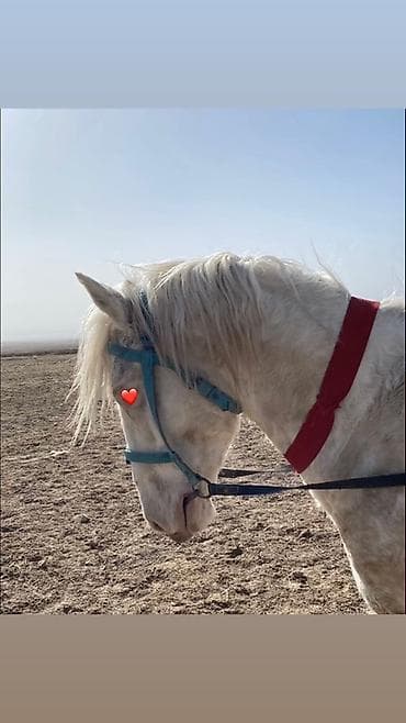 куплю собаку бишкек: Продаю | Кобыла (самка) — 1