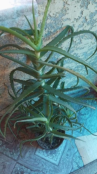 Алоэ древовидное (Aloe arborescens) в Белаводск . 7 лет растили - — 2