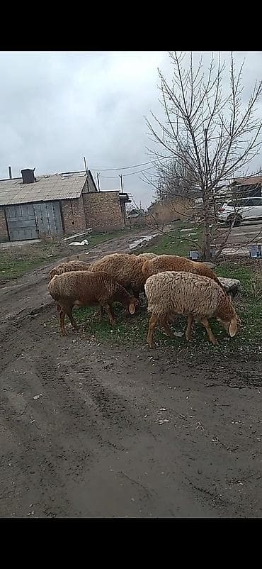 стришка баран: Продаю | Овца (самка) | Арашан | Для разведения | Матка, Ягнившаяся — 6