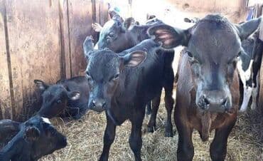 купить немецкую овчарку бишкек: Продаю | Корова (самка), Бык (самец), Тёлка | Для молока, На забой, Для разведения | Племенные — 1