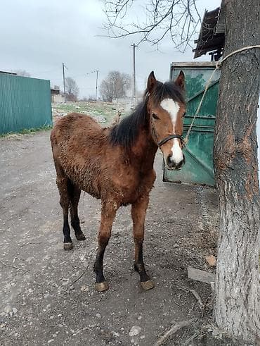 ящик бишкек: Сатам | Тай | Көбөйтүү үчүн | Асыл тукумдуу — 9