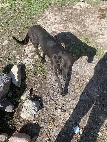 Черная собака