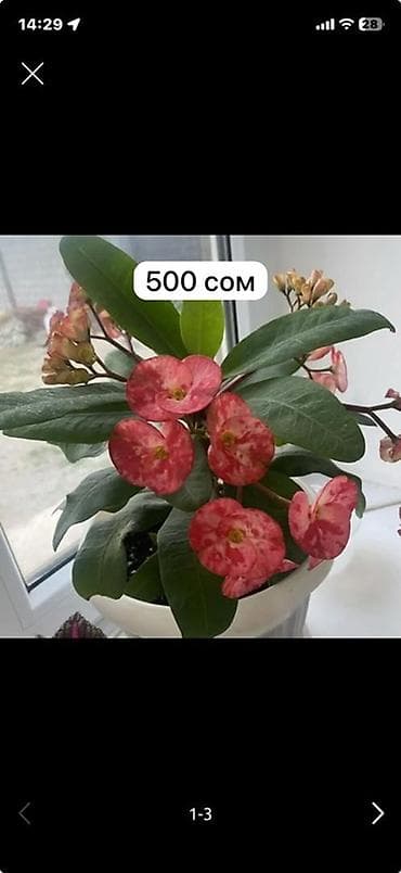 букет для невесты: Комнатные растения 1) Колеус (пёстрая крапивка) — компактные саженцы — 3