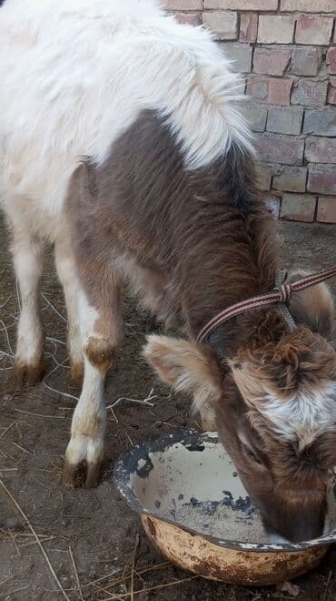 дойних коров: Продаю | Музоо, торпок | На откорм — 5