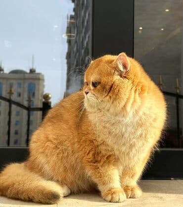 отдам породистого котенка: Британская короткошёрстная, 10 месяцев, Мальчик, Золотая шиншилла — 2
