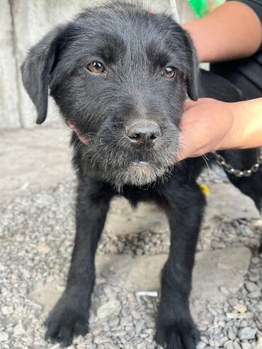 мейн кун бишкек 😺 питомник lyubushka 🐈 купить котенка 🐾 цена фото: Дратхаар, 4 месяца, Самка — 2