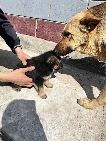 кошка продаётся: Немецкая овчарка, 1 месяц, Самец — 4