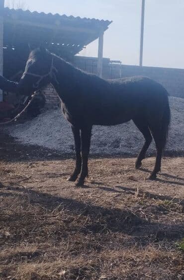 корм для кошек бишкек цена: Продаю | Кобыла (самка) | Полукровка, Першерон, Дончак | На забой, Для разведения, Конный спорт | Племенные, Осеменитель, Мерин — 1