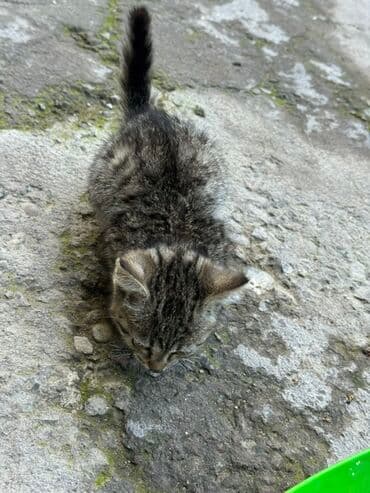 дом кошка: Котята Отдам даром - Возраст: ориентировочно 2–3 месяца (малыши на — 3