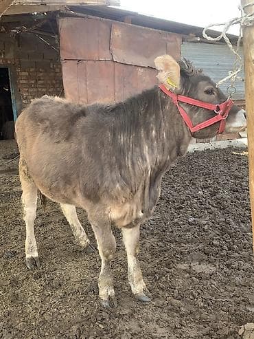 стельная телка: Продаю | Музоо, торпок | На откорм | Привязанные — 3