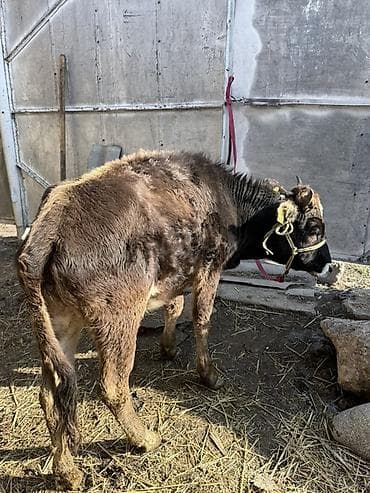 Продаю | Музоо, торпок | На откорм