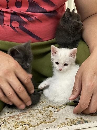 котята сфинкса: Котята домашние, игривые и ласковые - Возраст: 1,5месяца (малыши — 4