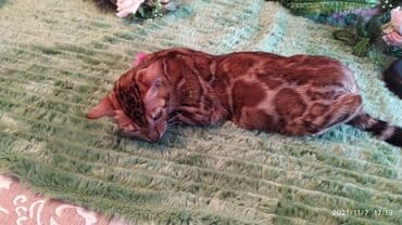 купить породистых котят: Шикарные бенгальские котята 3-4мес. Лучший подарок для любящего — 14