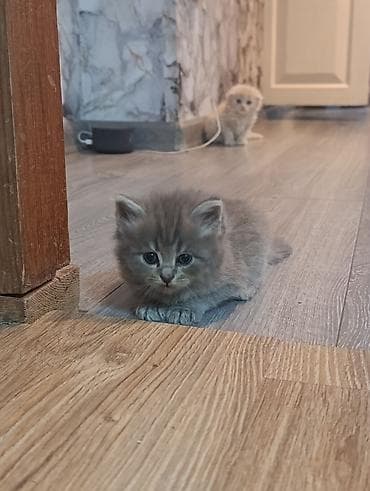 canada goose: Пушистые котята, домашнего выращивания. - Возраст на фото: примерно — 8