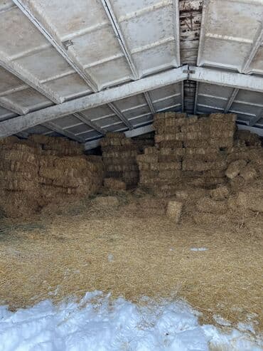 оборудование для корма: Продаю солому, хранится под крышей только от 50 штук саман, тюки — 2